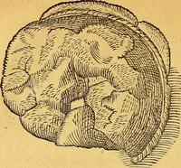 An illustration from Historia novi et admirabilis fontis balneique Bollensis in Ducatu Vvirtembergico ad acidulas Goepingenses ... (1598)