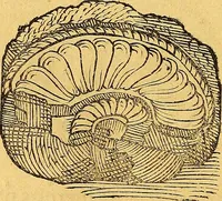 An illustration from Historia novi et admirabilis fontis balneique Bollensis in Ducatu Vvirtembergico ad acidulas Goepingenses ... (1598)