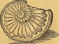 Picture 38 of 256 from Historia novi et admirabilis fontis balneique Bollensis in Ducatu Vvirtembergico ad acidulas Goepingenses ... (1598), leaf 344