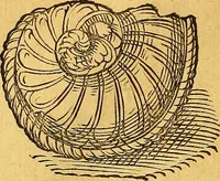 Picture 39 of 256 from Historia novi et admirabilis fontis balneique Bollensis in Ducatu Vvirtembergico ad acidulas Goepingenses ... (1598), leaf 345