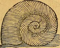 An illustration from Historia novi et admirabilis fontis balneique Bollensis in Ducatu Vvirtembergico ad acidulas Goepingenses ... (1598)