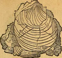 Picture 54 of 256 from Historia novi et admirabilis fontis balneique Bollensis in Ducatu Vvirtembergico ad acidulas Goepingenses ... (1598), leaf 350