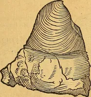 Picture 55 of 256 from Historia novi et admirabilis fontis balneique Bollensis in Ducatu Vvirtembergico ad acidulas Goepingenses ... (1598), leaf 350