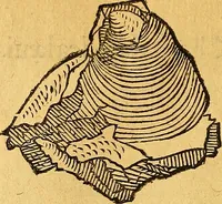 An illustration from Historia novi et admirabilis fontis balneique Bollensis in Ducatu Vvirtembergico ad acidulas Goepingenses ... (1598)