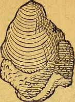 An illustration from Historia novi et admirabilis fontis balneique Bollensis in Ducatu Vvirtembergico ad acidulas Goepingenses ... (1598)