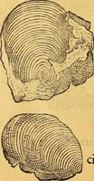An illustration from Historia novi et admirabilis fontis balneique Bollensis in Ducatu Vvirtembergico ad acidulas Goepingenses ... (1598)
