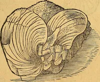 Picture 60 of 256 from Historia novi et admirabilis fontis balneique Bollensis in Ducatu Vvirtembergico ad acidulas Goepingenses ... (1598), leaf 352