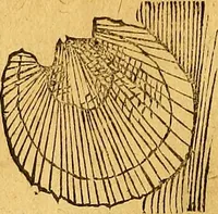 An illustration from Historia novi et admirabilis fontis balneique Bollensis in Ducatu Vvirtembergico ad acidulas Goepingenses ... (1598)