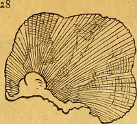 An illustration from Historia novi et admirabilis fontis balneique Bollensis in Ducatu Vvirtembergico ad acidulas Goepingenses ... (1598)