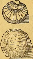 An illustration from Historia novi et admirabilis fontis balneique Bollensis in Ducatu Vvirtembergico ad acidulas Goepingenses ... (1598)