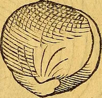 An illustration from Historia novi et admirabilis fontis balneique Bollensis in Ducatu Vvirtembergico ad acidulas Goepingenses ... (1598)