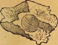 Picture 65 of 256 from Historia novi et admirabilis fontis balneique Bollensis in Ducatu Vvirtembergico ad acidulas Goepingenses ... (1598), leaf 354