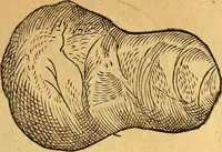 An illustration from Historia novi et admirabilis fontis balneique Bollensis in Ducatu Vvirtembergico ad acidulas Goepingenses ... (1598)