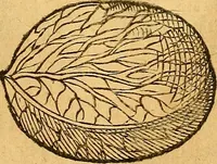 Picture 75 of 256 from Historia novi et admirabilis fontis balneique Bollensis in Ducatu Vvirtembergico ad acidulas Goepingenses ... (1598), leaf 360