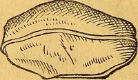 An illustration from Historia novi et admirabilis fontis balneique Bollensis in Ducatu Vvirtembergico ad acidulas Goepingenses ... (1598)
