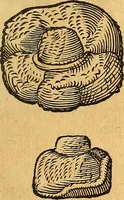 Picture 81 of 256 from Historia novi et admirabilis fontis balneique Bollensis in Ducatu Vvirtembergico ad acidulas Goepingenses ... (1598), leaf 362