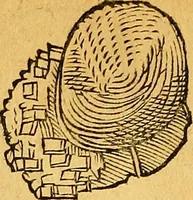 Picture 84 of 256 from Historia novi et admirabilis fontis balneique Bollensis in Ducatu Vvirtembergico ad acidulas Goepingenses ... (1598), leaf 363