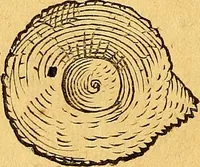 Picture 86 of 256 from Historia novi et admirabilis fontis balneique Bollensis in Ducatu Vvirtembergico ad acidulas Goepingenses ... (1598), leaf 363