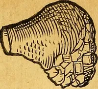 Picture 90 of 256 from Historia novi et admirabilis fontis balneique Bollensis in Ducatu Vvirtembergico ad acidulas Goepingenses ... (1598), leaf 365