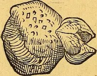 An illustration from Historia novi et admirabilis fontis balneique Bollensis in Ducatu Vvirtembergico ad acidulas Goepingenses ... (1598)