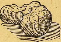 An illustration from Historia novi et admirabilis fontis balneique Bollensis in Ducatu Vvirtembergico ad acidulas Goepingenses ... (1598)