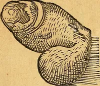 Picture 96 of 256 from Historia novi et admirabilis fontis balneique Bollensis in Ducatu Vvirtembergico ad acidulas Goepingenses ... (1598), leaf 366