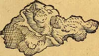 Picture 98 of 256 from Historia novi et admirabilis fontis balneique Bollensis in Ducatu Vvirtembergico ad acidulas Goepingenses ... (1598), leaf 366