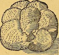 An illustration from Historia novi et admirabilis fontis balneique Bollensis in Ducatu Vvirtembergico ad acidulas Goepingenses ... (1598)