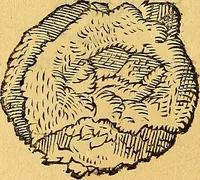 An illustration from Historia novi et admirabilis fontis balneique Bollensis in Ducatu Vvirtembergico ad acidulas Goepingenses ... (1598)