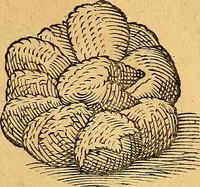 Picture 105 of 256 from Historia novi et admirabilis fontis balneique Bollensis in Ducatu Vvirtembergico ad acidulas Goepingenses ... (1598), leaf 368