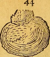 Picture 109 of 256 from Historia novi et admirabilis fontis balneique Bollensis in Ducatu Vvirtembergico ad acidulas Goepingenses ... (1598), leaf 369