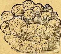 An illustration from Historia novi et admirabilis fontis balneique Bollensis in Ducatu Vvirtembergico ad acidulas Goepingenses ... (1598)