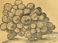 An illustration from Historia novi et admirabilis fontis balneique Bollensis in Ducatu Vvirtembergico ad acidulas Goepingenses ... (1598)