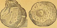 An illustration from Historia novi et admirabilis fontis balneique Bollensis in Ducatu Vvirtembergico ad acidulas Goepingenses ... (1598)