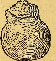 Picture 121 of 256 from Historia novi et admirabilis fontis balneique Bollensis in Ducatu Vvirtembergico ad acidulas Goepingenses ... (1598), leaf 373