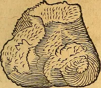 Picture 122 of 256 from Historia novi et admirabilis fontis balneique Bollensis in Ducatu Vvirtembergico ad acidulas Goepingenses ... (1598), leaf 374