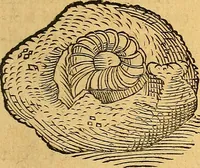 An illustration from Historia novi et admirabilis fontis balneique Bollensis in Ducatu Vvirtembergico ad acidulas Goepingenses ... (1598)