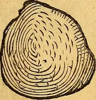 Picture 125 of 256 from Historia novi et admirabilis fontis balneique Bollensis in Ducatu Vvirtembergico ad acidulas Goepingenses ... (1598), leaf 374
