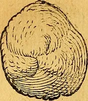 Picture 126 of 256 from Historia novi et admirabilis fontis balneique Bollensis in Ducatu Vvirtembergico ad acidulas Goepingenses ... (1598), leaf 375