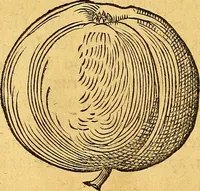 Picture 140 of 256 from Historia novi et admirabilis fontis balneique Bollensis in Ducatu Vvirtembergico ad acidulas Goepingenses ... (1598), leaf 381