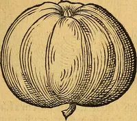 An illustration from Historia novi et admirabilis fontis balneique Bollensis in Ducatu Vvirtembergico ad acidulas Goepingenses ... (1598)