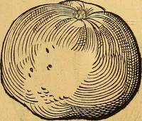 Picture 142 of 256 from Historia novi et admirabilis fontis balneique Bollensis in Ducatu Vvirtembergico ad acidulas Goepingenses ... (1598), leaf 382