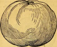 Picture 143 of 256 from Historia novi et admirabilis fontis balneique Bollensis in Ducatu Vvirtembergico ad acidulas Goepingenses ... (1598), leaf 383