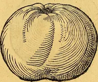 Picture 144 of 256 from Historia novi et admirabilis fontis balneique Bollensis in Ducatu Vvirtembergico ad acidulas Goepingenses ... (1598), leaf 383