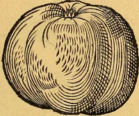 Picture 145 of 256 from Historia novi et admirabilis fontis balneique Bollensis in Ducatu Vvirtembergico ad acidulas Goepingenses ... (1598), leaf 384