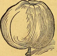 Picture 148 of 256 from Historia novi et admirabilis fontis balneique Bollensis in Ducatu Vvirtembergico ad acidulas Goepingenses ... (1598), leaf 385