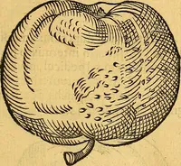 Picture 149 of 256 from Historia novi et admirabilis fontis balneique Bollensis in Ducatu Vvirtembergico ad acidulas Goepingenses ... (1598), leaf 386