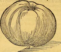 Picture 150 of 256 from Historia novi et admirabilis fontis balneique Bollensis in Ducatu Vvirtembergico ad acidulas Goepingenses ... (1598), leaf 387