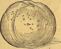 Picture 152 of 256 from Historia novi et admirabilis fontis balneique Bollensis in Ducatu Vvirtembergico ad acidulas Goepingenses ... (1598), leaf 388