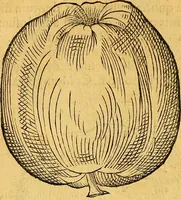 An illustration from Historia novi et admirabilis fontis balneique Bollensis in Ducatu Vvirtembergico ad acidulas Goepingenses ... (1598)